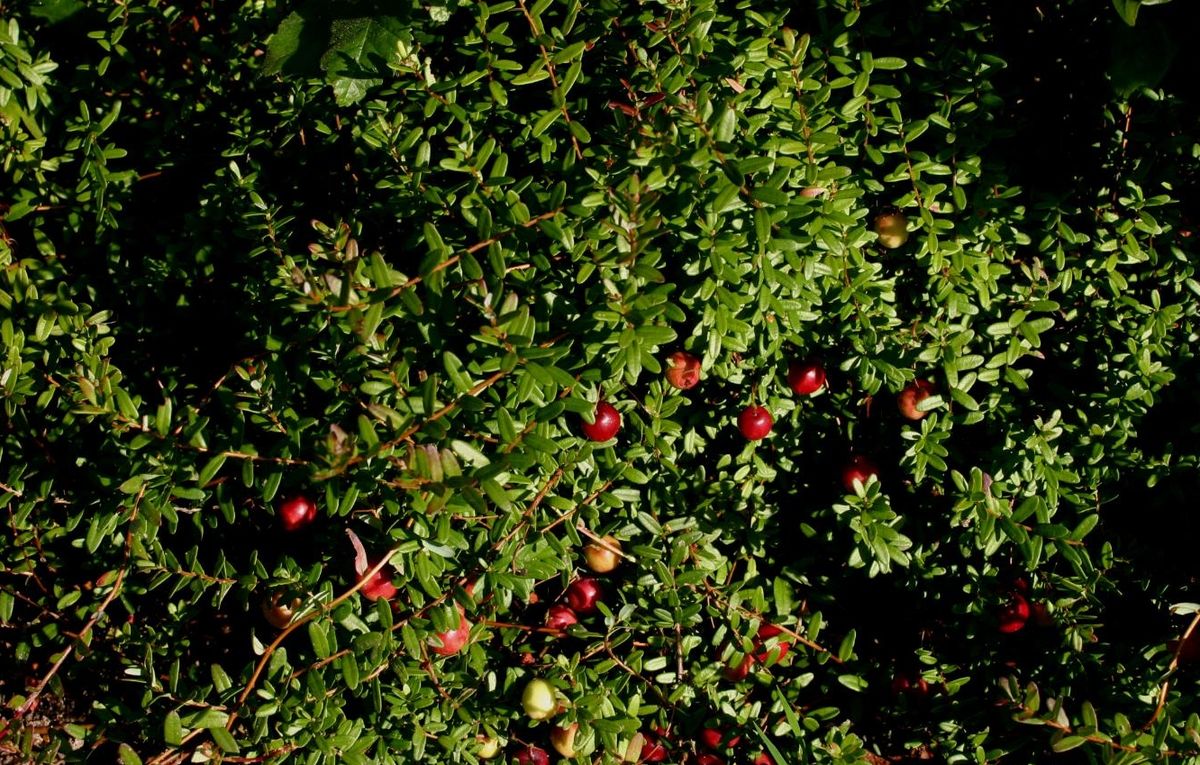 Vaccinium macrocarpon 'Big Pearl' - Vente Plant Canneberge - Cranberry